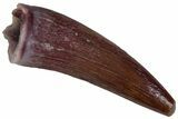 Triassic Fossil Avemetatarsalian (Dromomeron) Tooth - Texas #315774-1